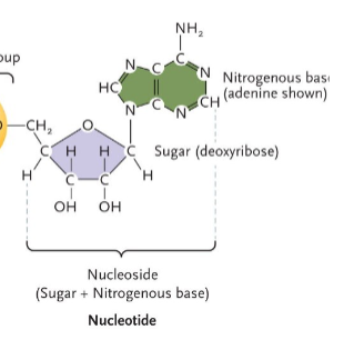 <p>Nucleosides</p>