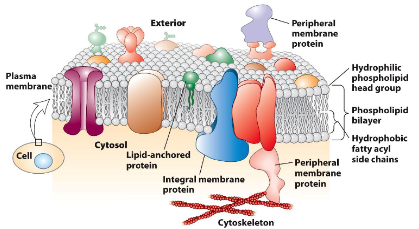 <ul><li><p>diffuses within the bilayer</p></li><li><p>movement is restricted</p></li><li><p>rapid movement is spatially limited (small area it can move fast)</p></li><li><p>long range diffusion is slow</p></li><li><p>biochemical modification can alter protein mobility → <strong>important for signal transduction</strong></p></li></ul><p></p>