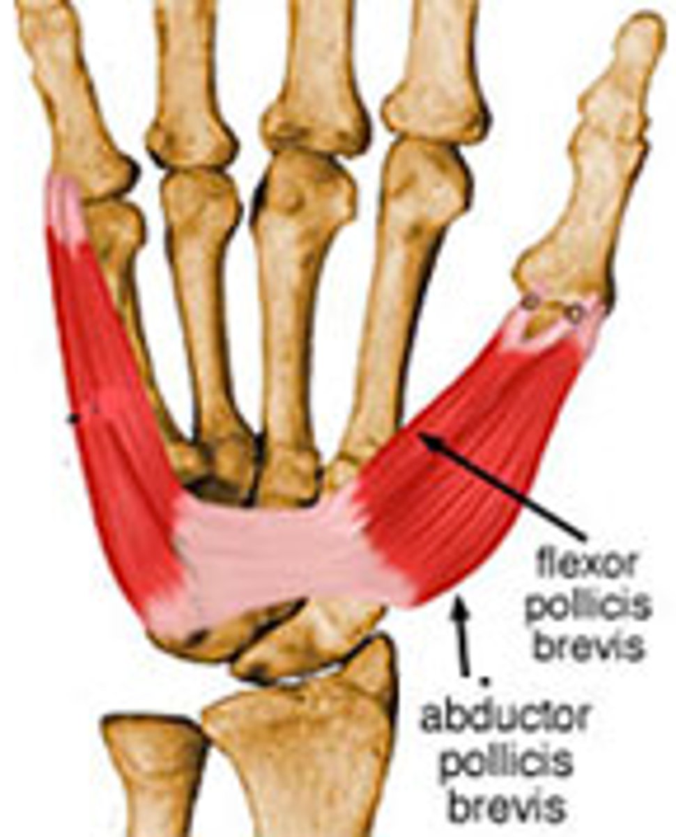 <p>O:Transverse carpal ligament and palmar tubercle of trapezium</p><p>I: Radial side of proximal phalanx of thumb</p><p>A: flexion of thumb</p><p>N: median</p>