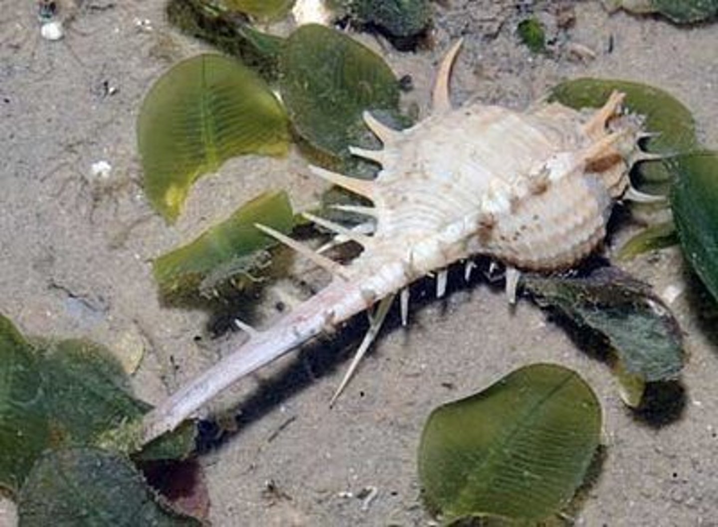 <p>Graze on benthic microalgae (e.g., diatoms, cyanobacteria....benthic biofilm)</p>