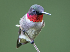 <p>Ruby-Throated Hummingbird</p>