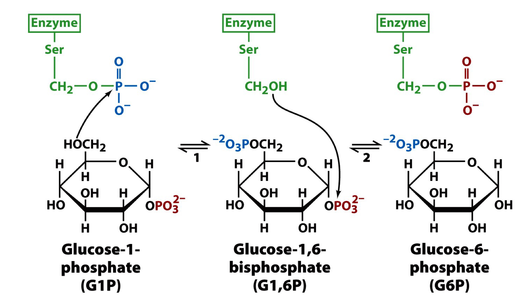 converted glucose-1-phosphate (G1P) to glucose-6-phosphate (G6P) for use in other metabolism (like glycolysis)

a double phosphorylation using a Ser-bound phosphate to phosphorylate the C6 position but then the Ser-bound phosphate is regenerated by removal of the C1 phosphate