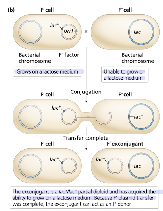 <p>F’ plasmid has a gene from a donor cell that is transferred to a recipient cell </p><ul><li><p>recipient cell will contain two copies of a gene </p></li><li><p><strong><em>one from the donor, and one frmo the original gene in the recipient </em></strong></p></li><li><p>exconjugant can act as a <strong><em>F’ donor </em></strong></p></li></ul>