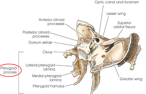 <ul><li><p>arise from lateral portions of inferior surface of body and medial portions of inferior surfaces of greater wings</p></li><li><p>articulate with:</p><ul><li><p>palatine bones anteriorly</p></li><li><p>vomer as part of the nasal cavity</p></li></ul></li></ul><p></p>