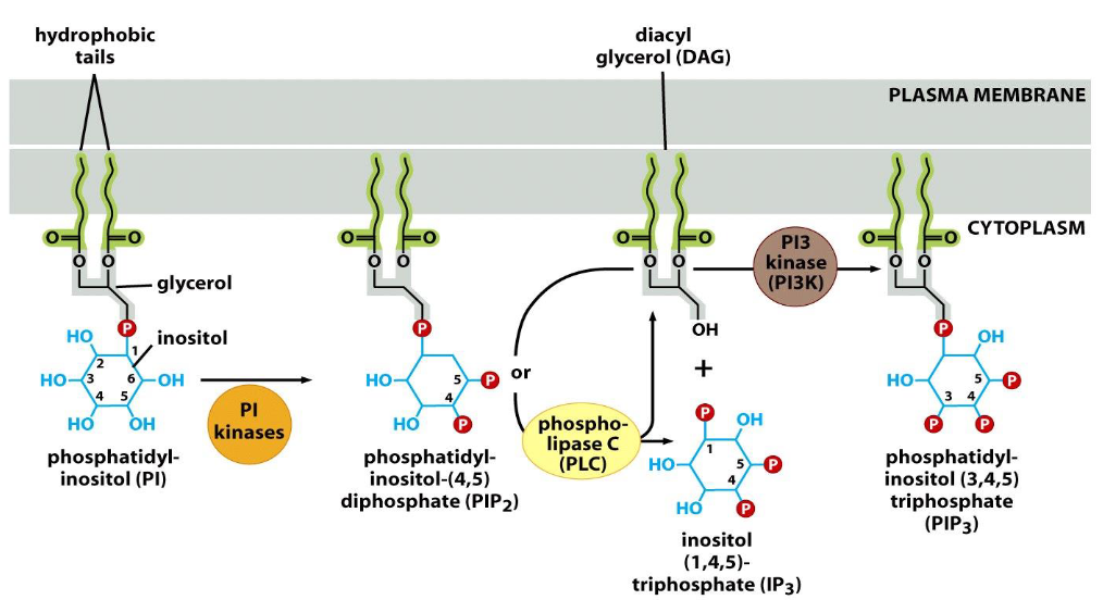 <p><span>Phosphatidylinositol (PI), and its phosphorylation</span></p>