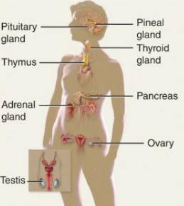<p>Controls body with hormones, maintains homeostasis (slower, longer-lasting adjustments).</p>