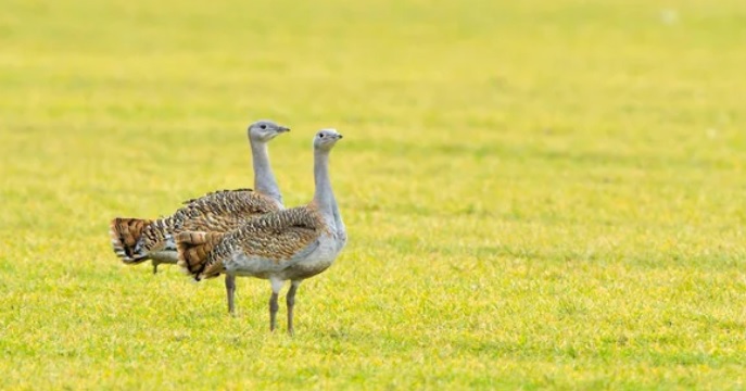<p>zařaď živočicha do systému</p><p>Třída - řád - čeleď - druh čeština (latina)</p>