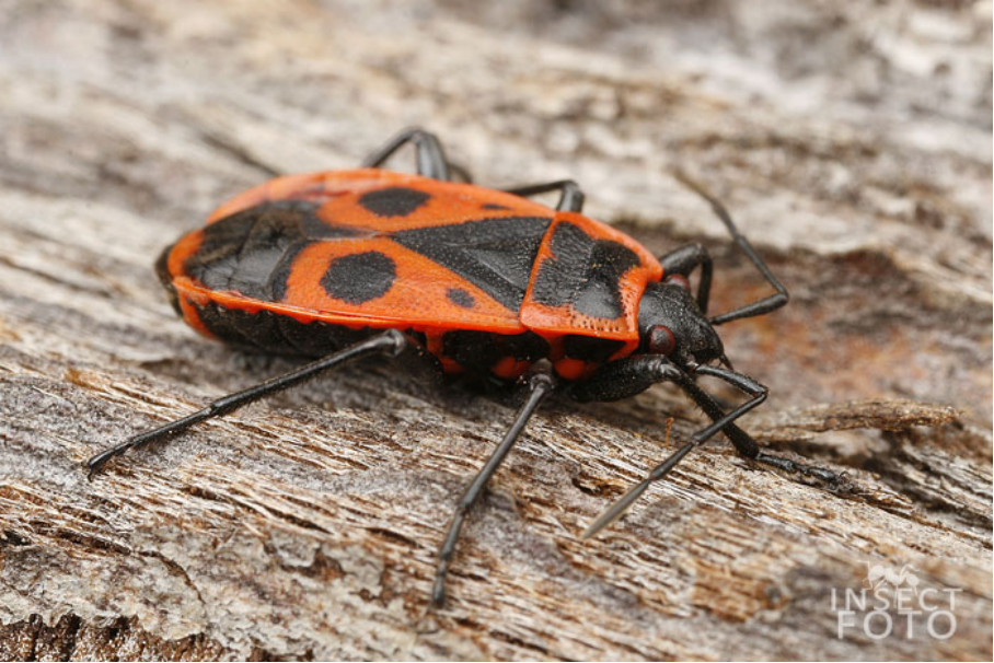 <p>ruměnice pospolná </p>