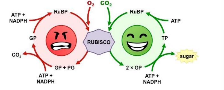 <ul><li><p>occurs when stomata closes and gas cannot move in and out of plant</p></li><li><p>common in hot and dry weather</p></li><li><p>CO<sub>2</sub>&nbsp;is not low or not available</p></li><li><p>rubisco fixes oxygen to RuBP instead</p></li><li><p>does not produce ATP, NADPH, or G3P&nbsp;</p></li><li><p>plant is unable to make its own food</p></li><li><p>RuBP + O2 → 2-PG + 3-PGA</p></li></ul><p></p>