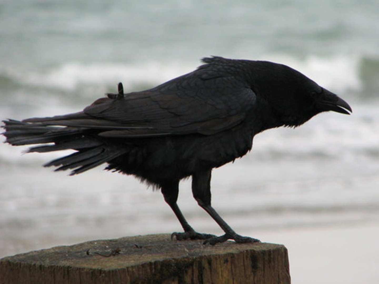<p>un corbeau</p>