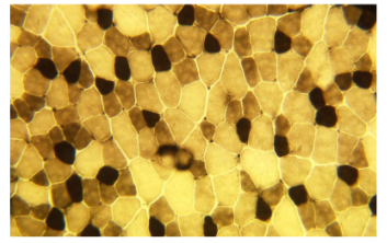 <p>Muscle fibre classification</p><p></p>