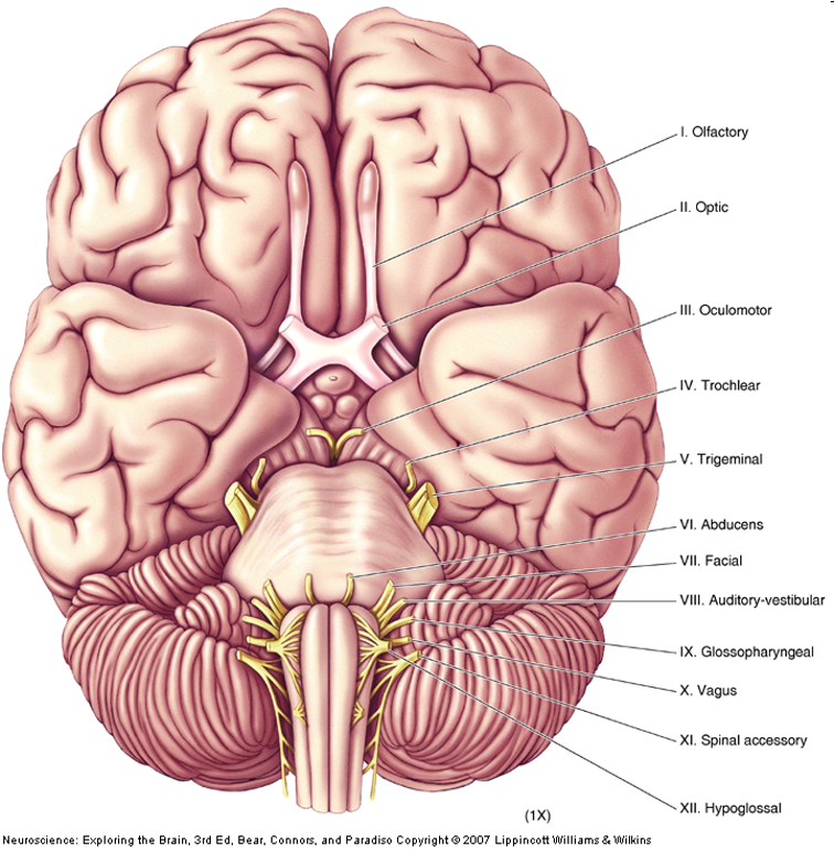 <ul><li><p>12</p></li><li><p>mostly innervate the head</p></li><li><p>axons from CNS, somatic PNS, visceral PNS</p></li></ul><p></p>