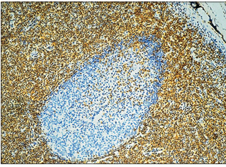 <p>name of histologic slide:</p><p>Specie: </p><p>Stain used:</p>