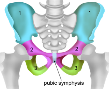 <p>Pelvic girdle</p>