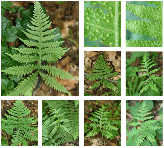 <p>Broad beech fern</p>