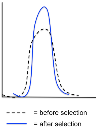 <p>Stabilizing Selection (Average)</p>