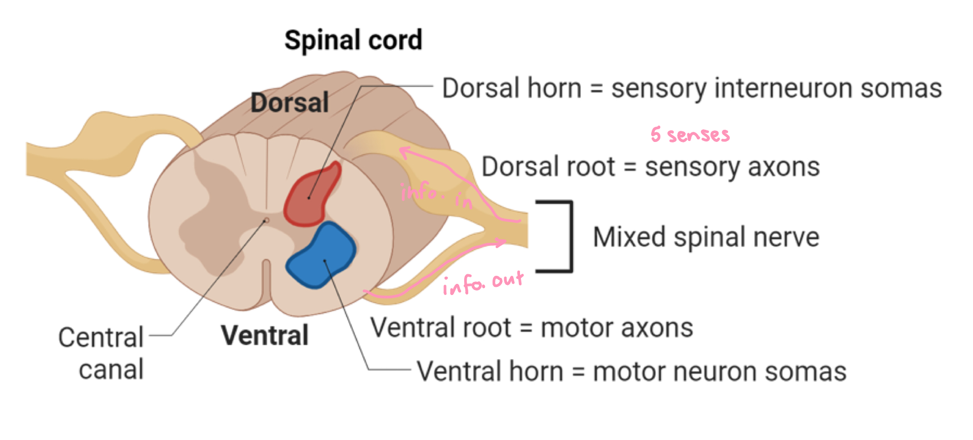 <p>dorsal = sensory</p><p>ventral = motor</p>
