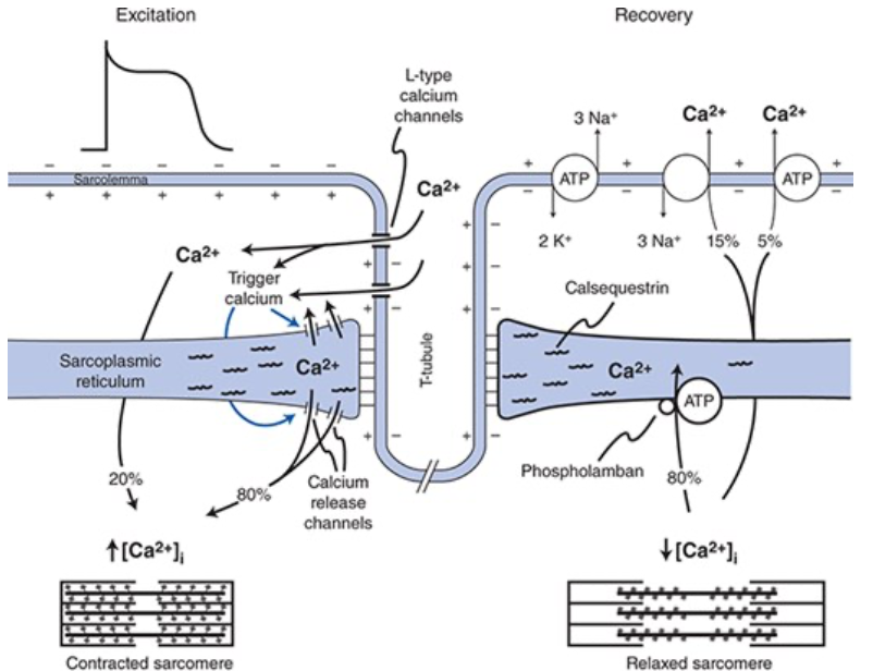 <ul><li><p><span>~80% of transient calcium increase is actively taken back into the SR by action of sarco/endoplasmic reticular calcium ATPase (SERCA) pumps</span></p></li><li><p><span>~20% of the Ca2+ is extruded from the cell into the extracellular fluid via either the Na+-Ca2+ exchanger in the sarcolemma or via sarcolemmal Ca2+ ATPase pumps</span></p></li></ul><p></p>