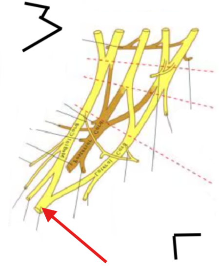 <p>what is this structure?</p>