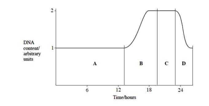<p>.Time periods A and B represent INTERPHASE </p><p>.Time period C is MITOSIS  </p><p>.Time period D is CYTOKINESES</p><p>.During time period B the DNA content of the cell has doubled —&gt; due to replication </p><p>.During time period D the DNA content of the cell has halved after cytokinesis   </p>