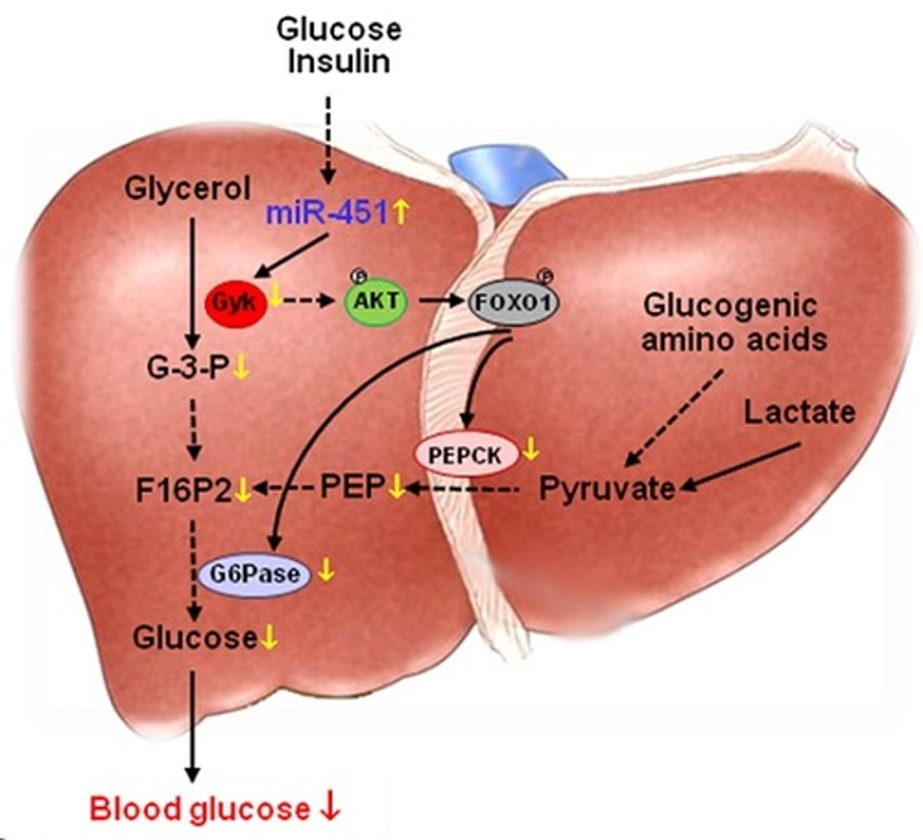 <p>(B) Liver</p><p>In the fasted state, amino acids are sent to the liver where they are converted into glucose via gluconeogenesis.</p>
