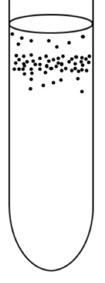 <p>bacterial growth is concentrated just below the surface of the agar, where oxygen is present but at a lower concentration compared to the surface</p>