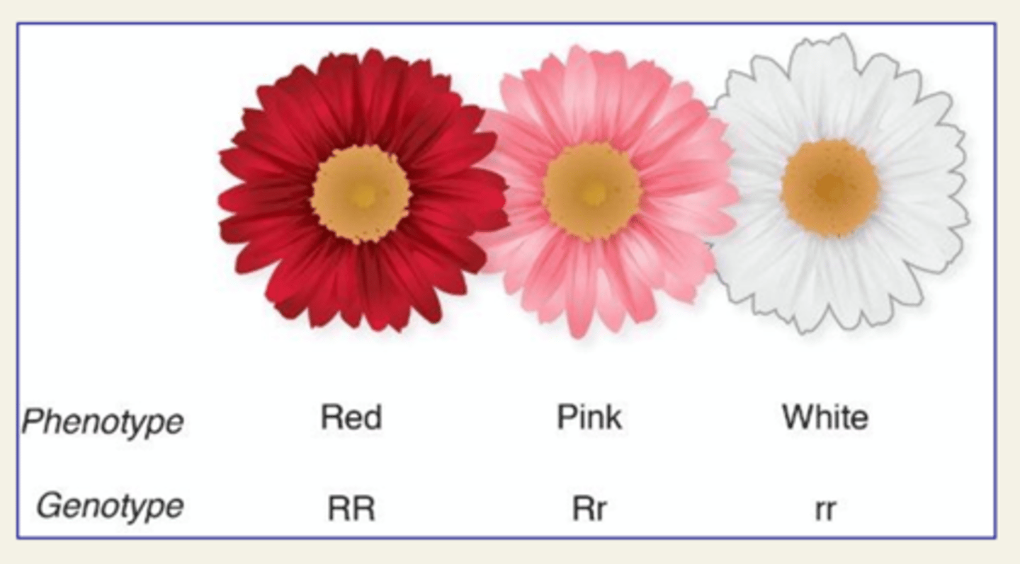 <p>Situation in which one allele is not completely dominant over another allele, AKA Intermediate Phenotypes</p>