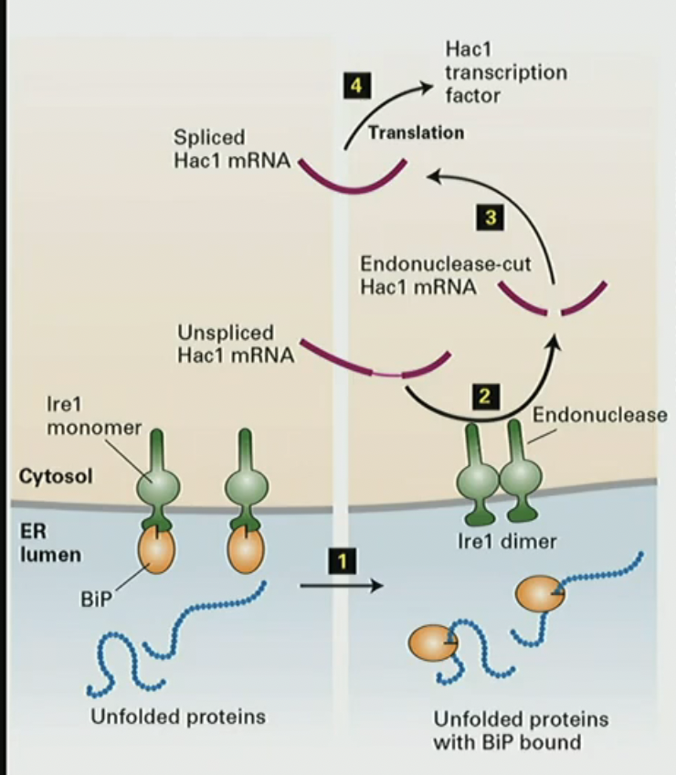 <ol><li><p>unfolded protein in lumen bind to BiPs</p></li><li><p>BiP leaves Ire1 monomer its attached to to help protein fold</p></li><li><p>Ire1 becomes a dimer </p></li><li><p>Ire1 dimer cuts unspliced Hac1 mRNA </p></li><li><p>translation of Hac1 mRNA </p></li></ol><p></p>