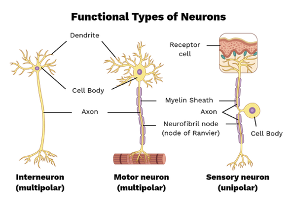 <ul><li><p>Sensory (afferent) neurons</p></li><li><p>Motor (efferent) neurons</p></li><li><p>Interneurons</p></li></ul><p></p>