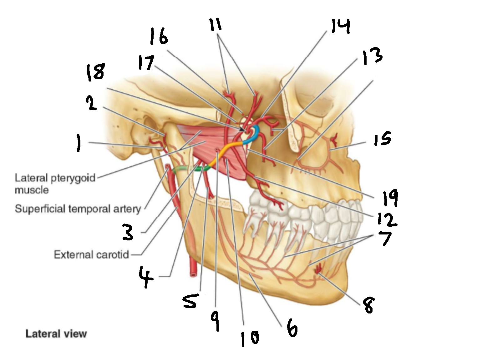 <p>What is 9?</p>