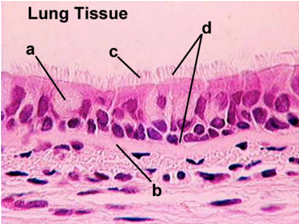 <p>a. Identify cell </p><p>b. Identify structure</p><p>c. Identify structure</p><p>d. Identify epithelium</p>