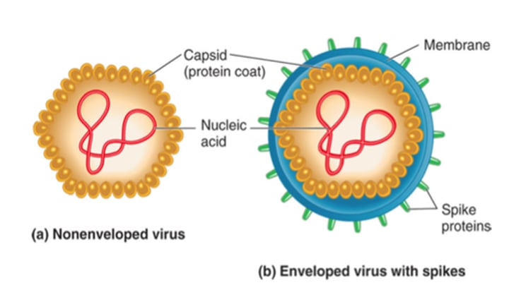 <p>- An additional nucleic acid protection found in many animal-infecting viruses.</p><p>- made of lipids, proteins, and carbs found on the host cell's membrane.</p><p>- Has "spikes" to help identify and infect its host cell</p><p>- Blue spikey circle in the image</p>