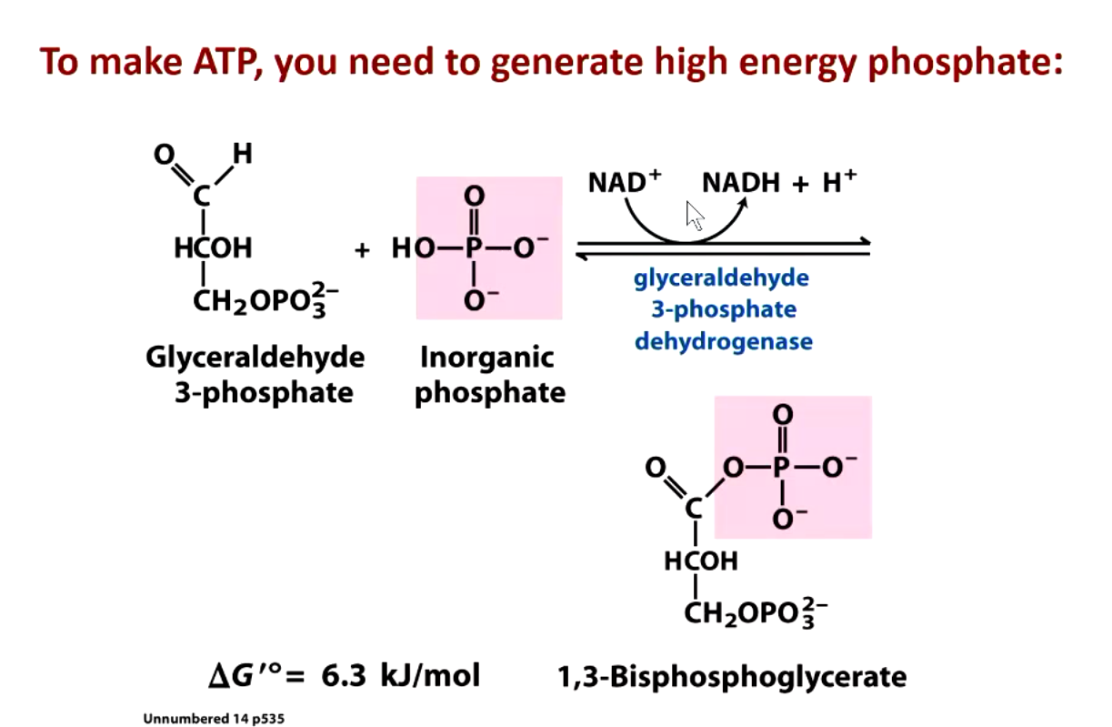 <p>inorganic phosphate AND coenzyme NAD+</p>