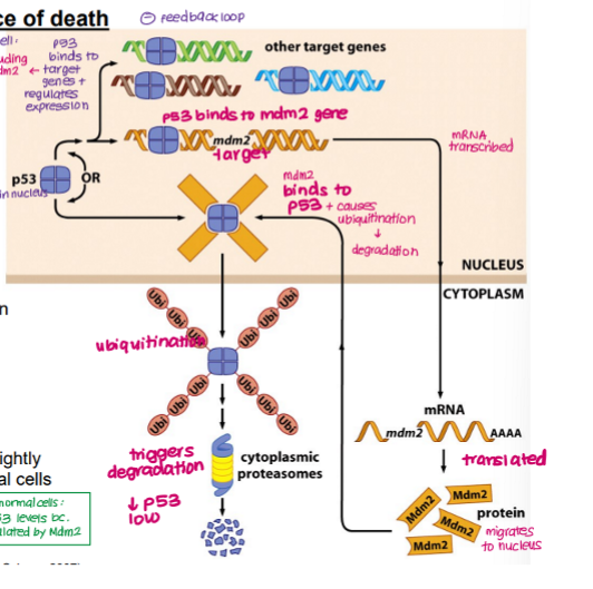 <ul><li><p>TP53 binds and regulates expression of target genes (e.g. Bad, BCl2) via DNA binding domain</p></li><li><p>TP53 also binds <strong>Mdm2, </strong>increasing expression</p></li><li><p>MdM2 → transcribed and translated → Mdm2 protein</p></li><li><p>Mdm2 protein migrates to nucleus, <strong>binds TP53</strong></p></li><li><p><mark data-color="red" style="background-color: red; color: inherit;">TP53 ubiquitinated and degraded (prevents accumulation of TP53)</mark></p></li><li><p><strong><mark data-color="red" style="background-color: red; color: inherit;">LOW TP53</mark></strong></p></li></ul><p></p>