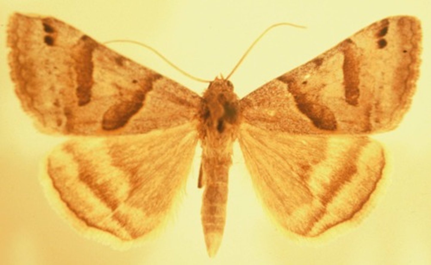 <p>Moth Family</p>