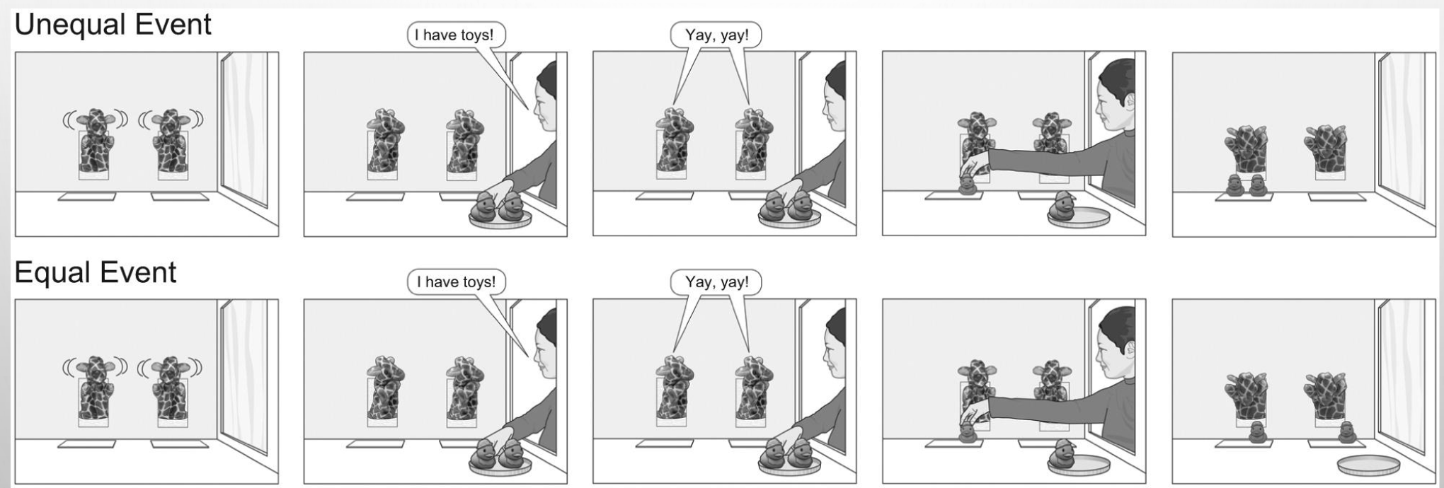 <p><em>Looking time</em> is measured. Infants (18-months-olds) <em>look longer</em> at the unequal event</p><p>Implication: infants were suprised/intrigued by the unequal event.</p><p>Infants seem to have a sense of fairness.</p>