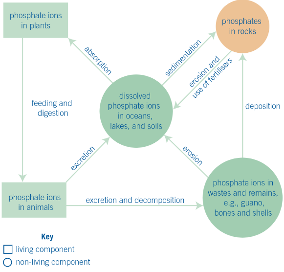 <p>weathering releases phosphates from rocks, assimilation (plants absorb phosphates via roots) consumption (animals obtain phosphorus by eating plants), decomposition (saprobionts return phosphates to the soil and water) and sedimentation (phosphates accumulate in ocean beds and form new rocks)</p>