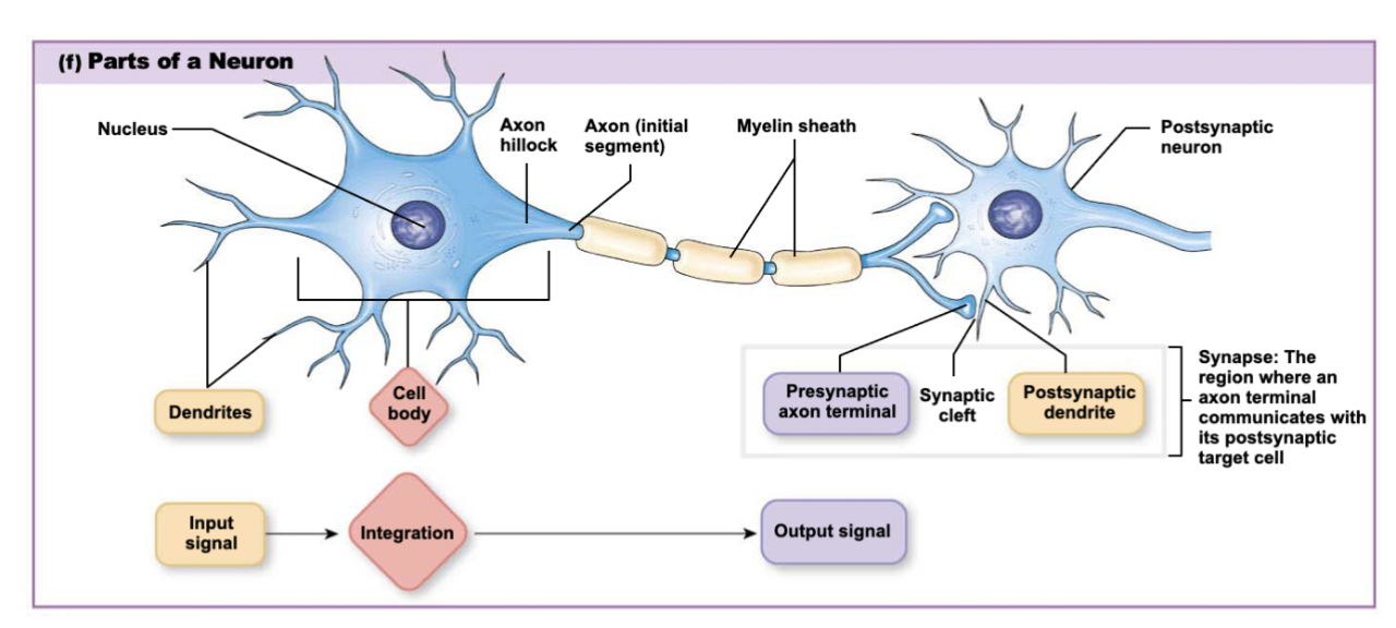 <ul><li><p><strong>Cell body</strong>: Contains nucleus and most of the cellular machinery</p></li><li><p><strong>Dendrites:</strong> Receive information</p><ul><li><p>Short, branched extensions</p></li><li><p>Carry signals <strong>toward</strong> the cell body</p></li></ul></li><li><p><strong>Axon: </strong>Sends information</p><ul><li><p><strong>Nerves:</strong> PNS</p></li><li><p><strong>Tracts:</strong> CNS </p></li><li><p><strong>Axon Hillock: </strong></p><ul><li><p>Junction between cell body and axon</p></li><li><p><strong>Trigger zone</strong> for action potentials</p></li><li><p>If summed input reaches threshold → neuron fires</p></li></ul></li><li><p><strong>Axon Terminal: </strong></p><ul><li><p>End of axon</p></li><li><p>Releases neurotransmitters </p></li><li><p>Converts electrical signal → chemical signal </p></li></ul></li></ul></li><li><p><strong>Myelin sheath:</strong> Insulator (makes signal go faster)</p><ul><li><p>Allows <strong>saltatory conduction</strong> (jumping between nodes → signaling faster)</p></li></ul></li><li><p><strong>Synapse</strong>: Site of communication between neurons (or where an axon terminal communicates with its postsynaptic target cells)</p><ul><li><p><strong>Synaptic cleft: </strong>Small gap between neurons. Neurotransmitters diffuse across this space</p></li><li><p><strong>Postsynaptic Dendrite: </strong>Receives neurotransmitters</p></li></ul></li></ul><p></p><p>Input signal: Dendrites → Cell body (<strong>integration</strong>) → Axon hillock (decision point - whether action potential should be released) → Axon → Axon terminals → Postsynaptic dendrite → <strong>Output signal</strong></p><p></p>