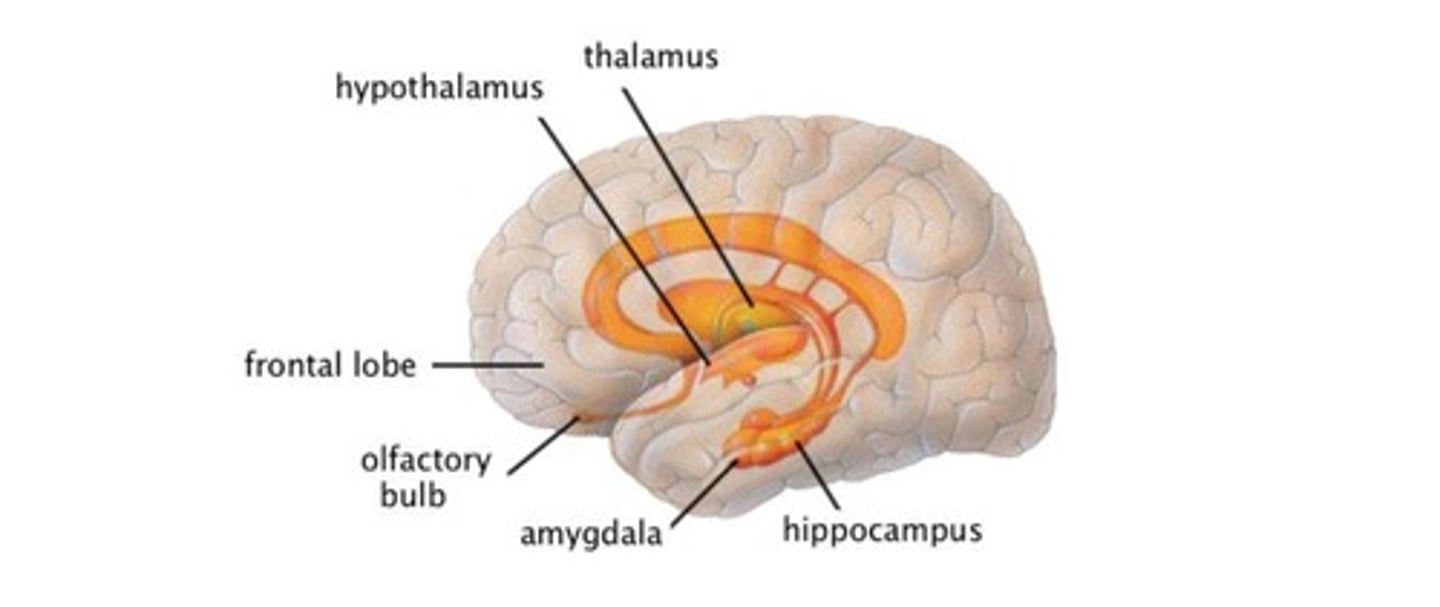 <p>It is involved in emotion regulation.</p>