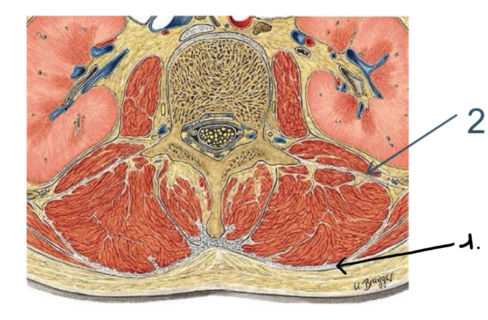 <p>Uit welk 2 delen bestaat de fascina thoracolumbalis ? </p>