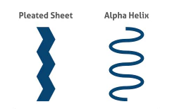 <p> Hydrogen bonding of the peptide backbone: fold into a repeating pattern (alpha helix or pleated sheets)</p>