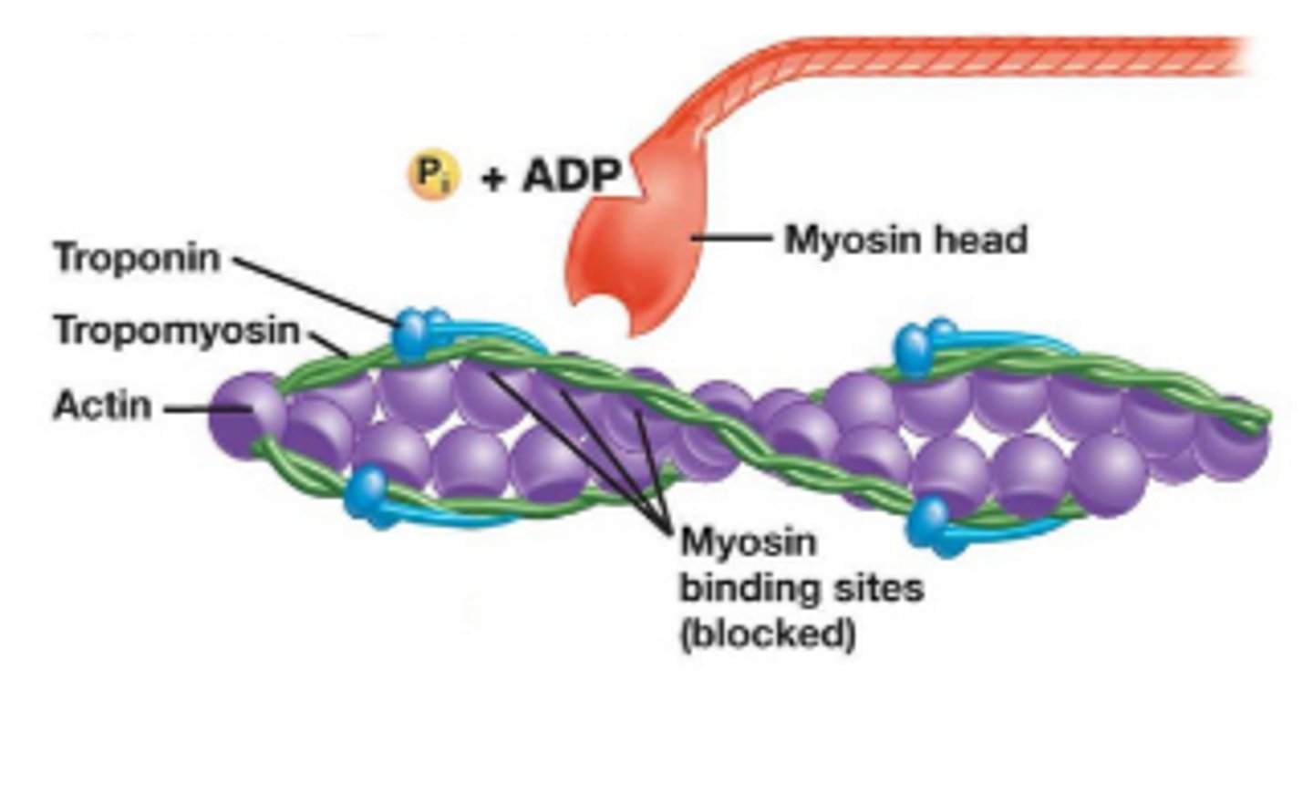 <p>- The motor neuron is not signalling the muscle to contract so sarcomere is relaxed</p><p>- Myosin heads are "cocked" with bound ADP and an inorganic phosphate (Pi) so they are not bound to actin</p><p>- Myosin binding sites on actin are blocked by tropomyosin</p>