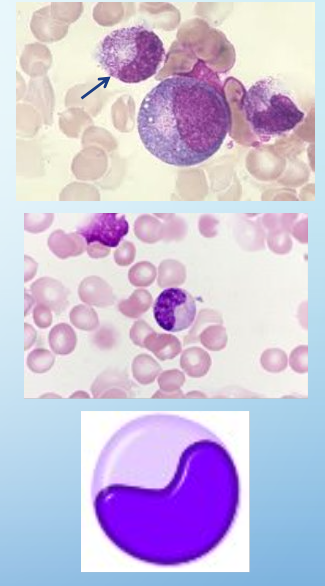 <p>metamyelocytes</p>
