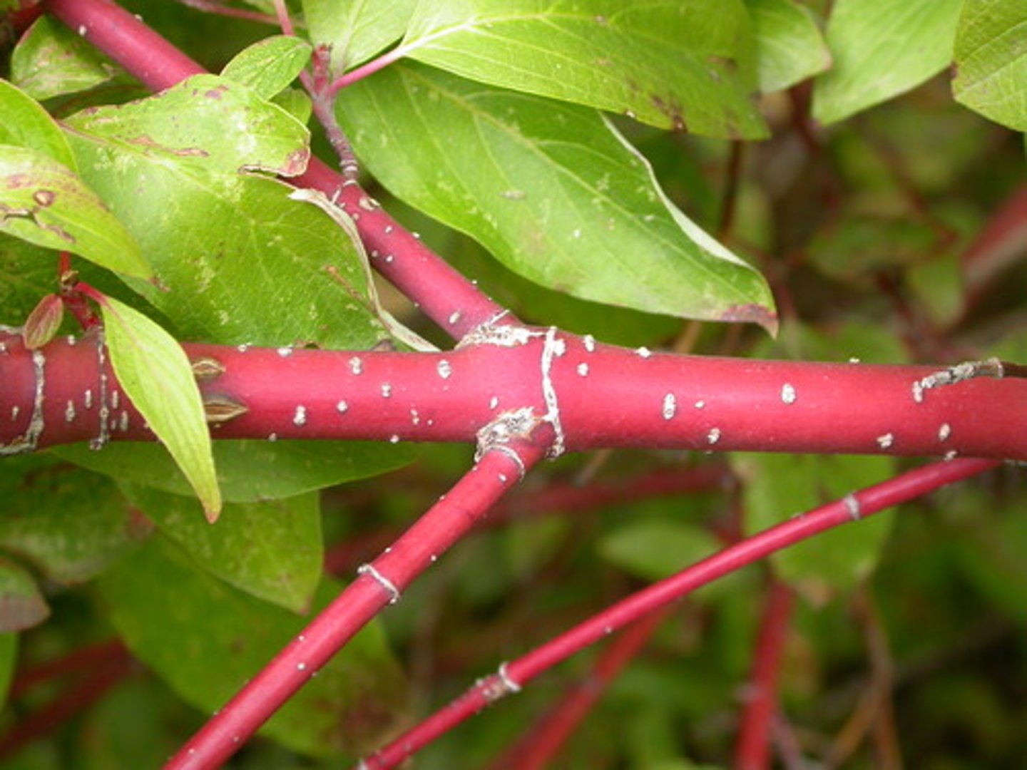 <p>tiny openings in the stem that allow gas and water exchange</p>
