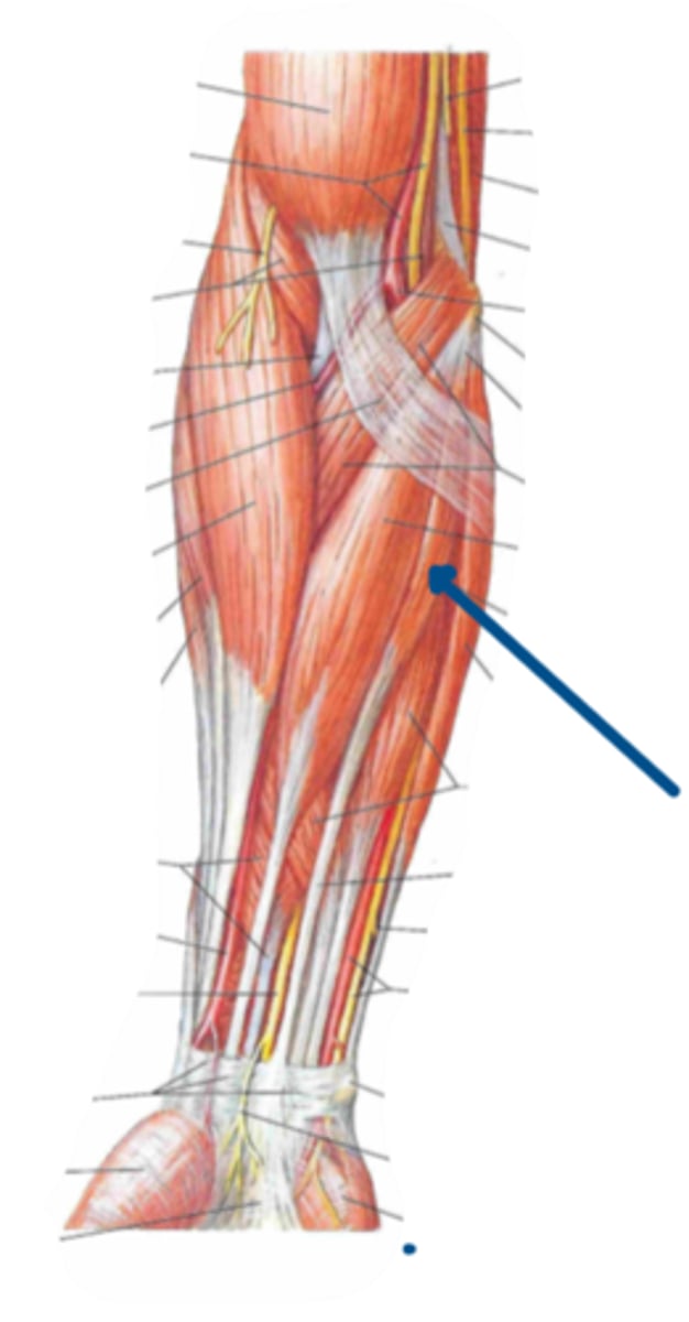 <p>Identify the innervation of the structure indicated by the arrow</p>