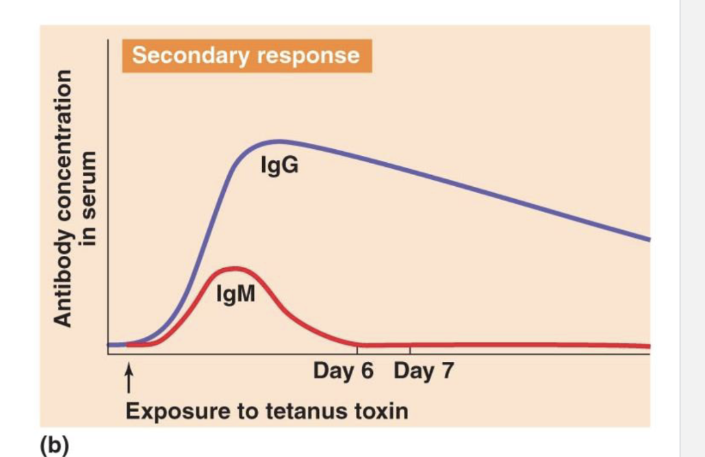 <p>•When exposed to perviously exposed antigen memory cells kick in, there is no lag time</p><p>•IgG antibodies are made quickly, while IgM goes slowly</p>