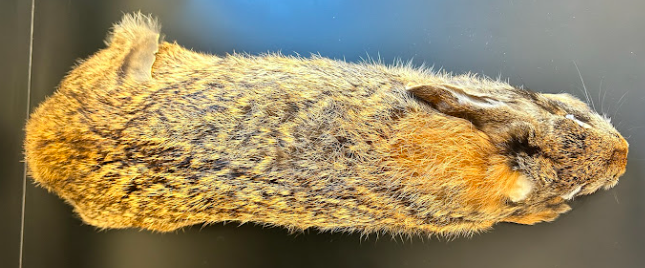 <p>Leporidae</p><p><em>Sylvilagus</em></p>