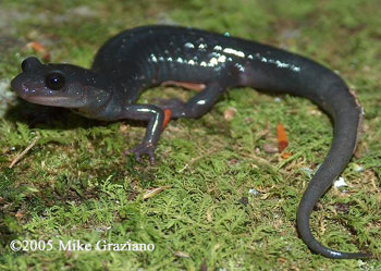 <p><span>A large, black salamander (4.75 to 6.75 inches in length)&nbsp;with scattered small white spots on the dorsum. White spots on the sides are larger than on the back. Small red spots may occur on the legs. Chin is lighter than the slate gray belly.</span></p>