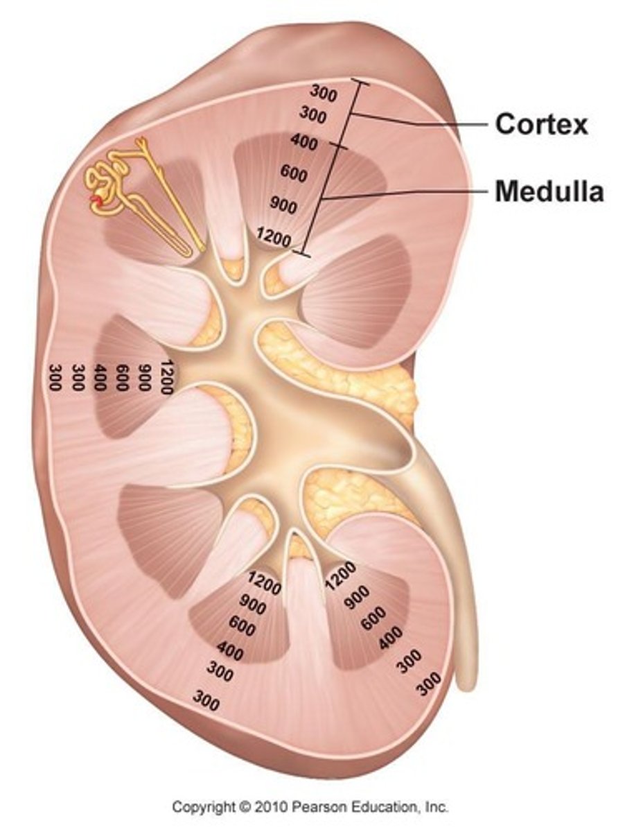 <p>Least hydrated tissue type in the body.</p>