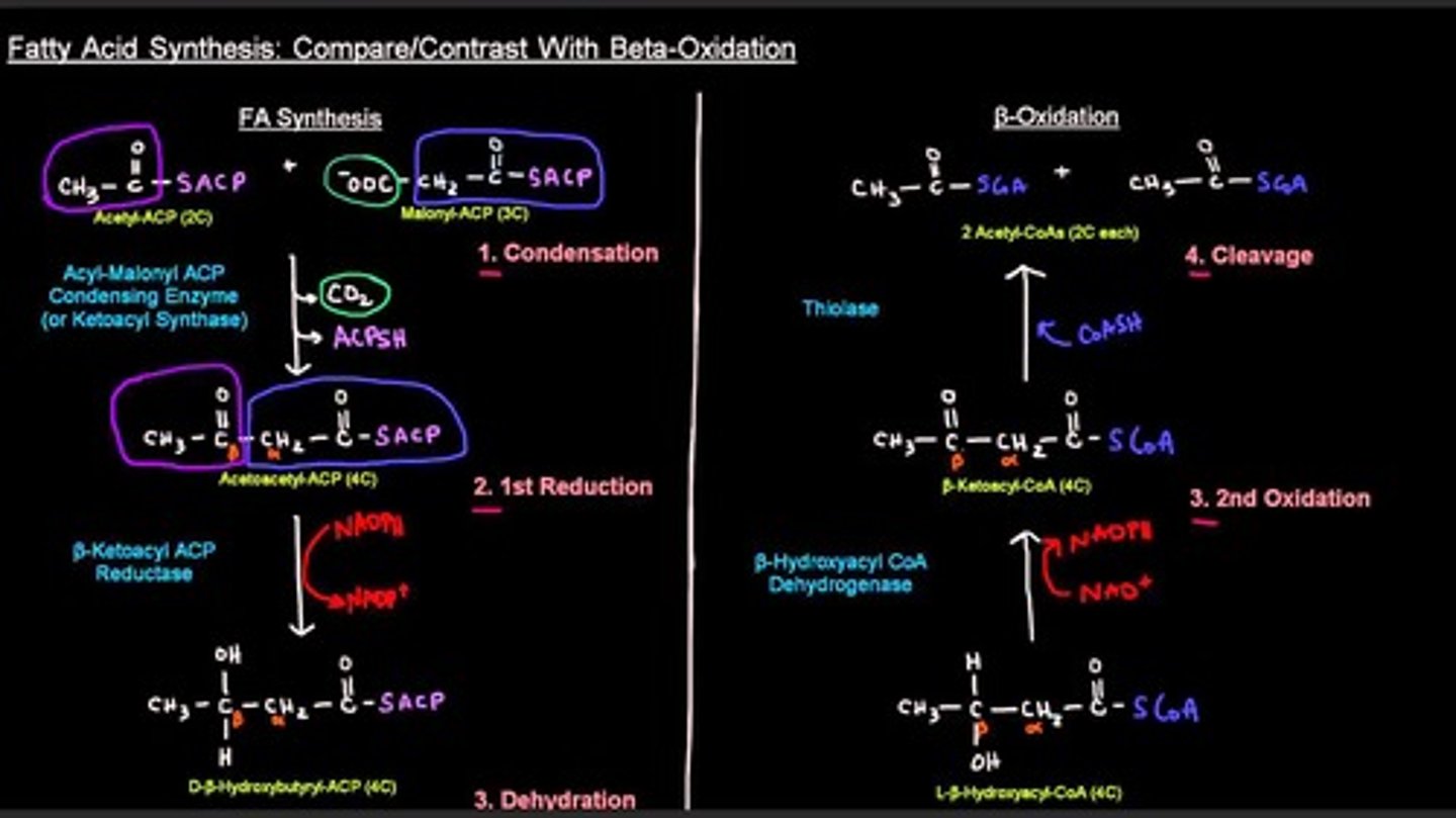 <p>They are almost the same exact pathway except that they are going in opposite directions. The goal of beta-oxidation is to break fatty acids down into two-carbon acetyl-CoA molecules while the goal of fatty acid synthesis is to combine acetyl-CoA molecules together in the formation of a long-chain fatty acid.</p><p>Struggling to memorize the metabolic pathways (such as glycolysis and beta-oxidation)? Learn them like the back of your hand using Andrew's Metabolic Pathways Mastery Course @ https://mcatselfprep.com/course/andrews-metabolic-pathways-mastery-course/</p>
